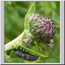 Marienkaeferlarve - Coccinella septempunctata 03.jpg